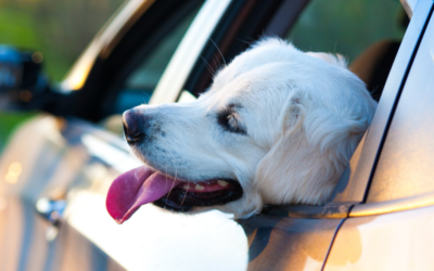 Dette bør du tenke på når du har hunden med på biltur