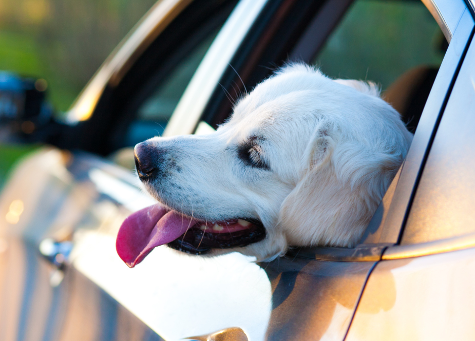 Dette bør du tenke på når du har hunden med på biltur